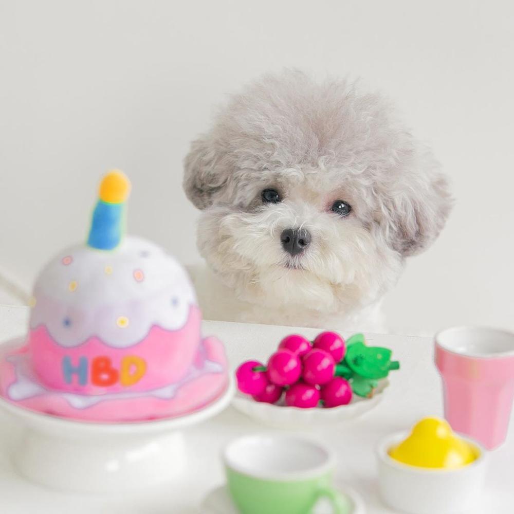 Creative Dog Birthday Hat Plush Toy Chew
