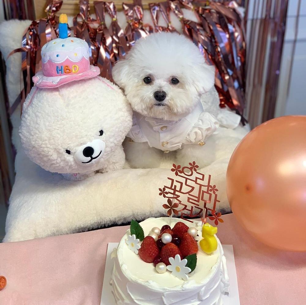 Creative Dog Birthday Hat Plush Toy Chew
