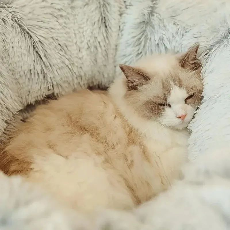 Christmas Beds Cats Plush Cushions